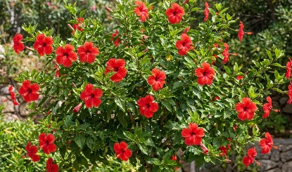 Hibiscus Plant Care: गुड़हल में नहीं आ रहे फूल? बस ये 3 देसी चीजें डालें, फूलों से लद जाएगा पौधा