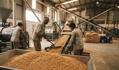Soybean Price Today: सोलापुर की मिलों ने बढ़ाए सोयाबीन खरीद भाव, तिलहन बाजार में लौटी मजबूती